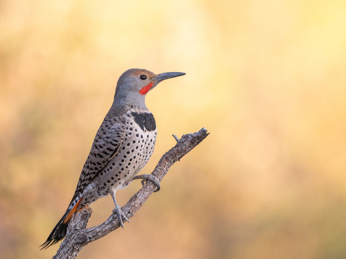 Northern Flicker (Red-shafted) - ML634386722