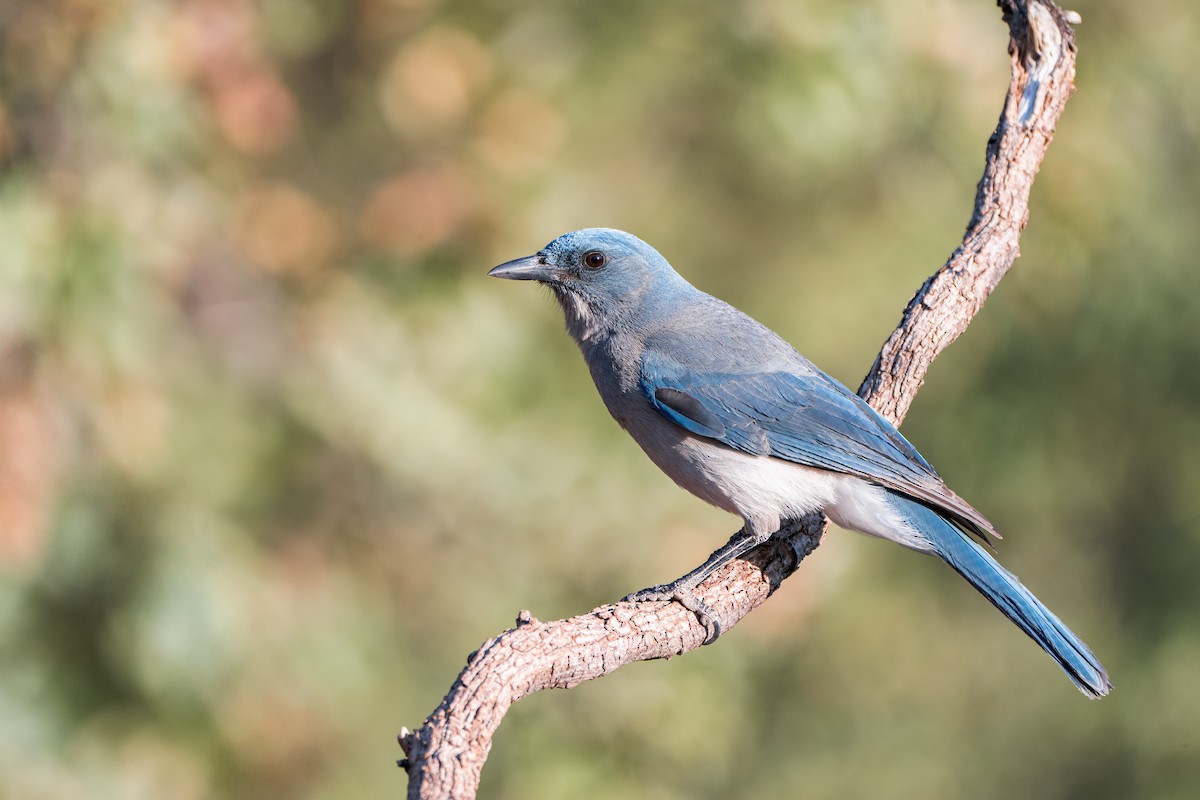 Mexican Jay (Arizona) - ML634386725