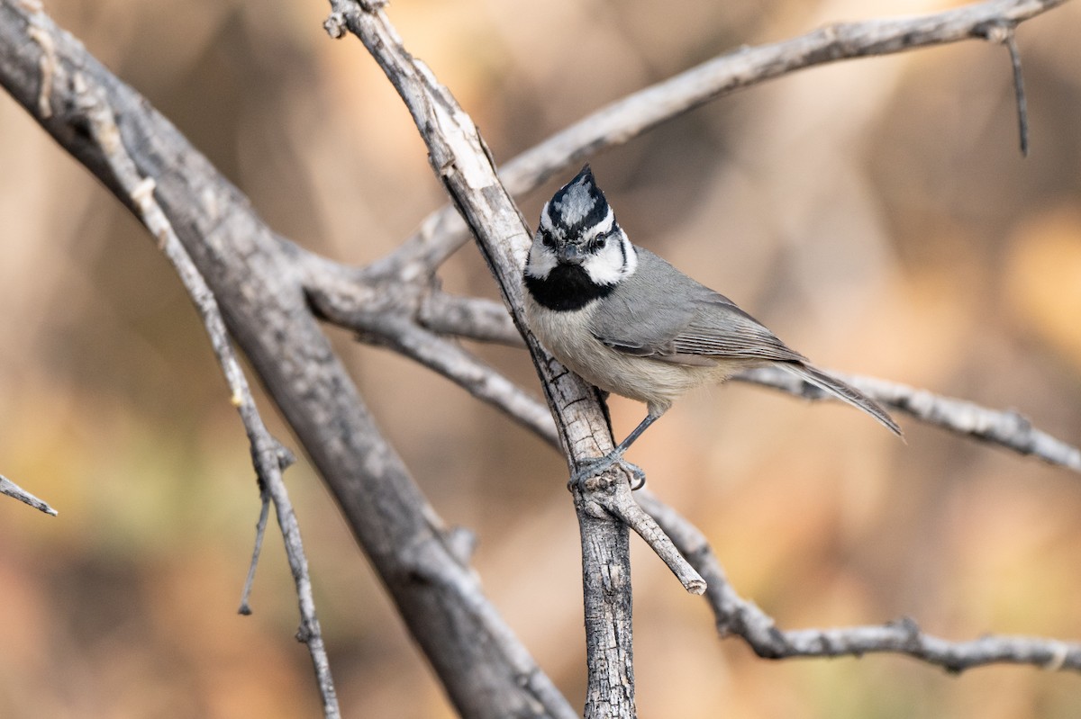 Bridled Titmouse - ML634386727