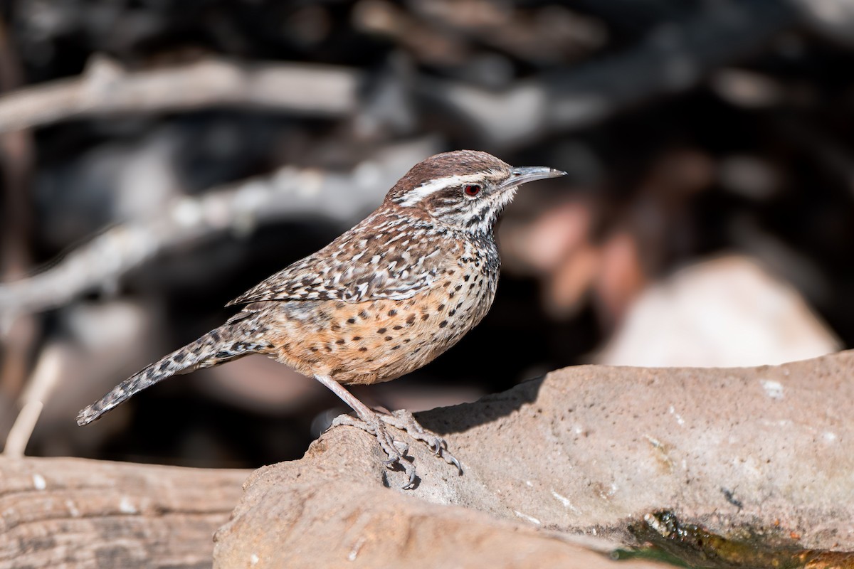 Cactus Wren - ML634386735