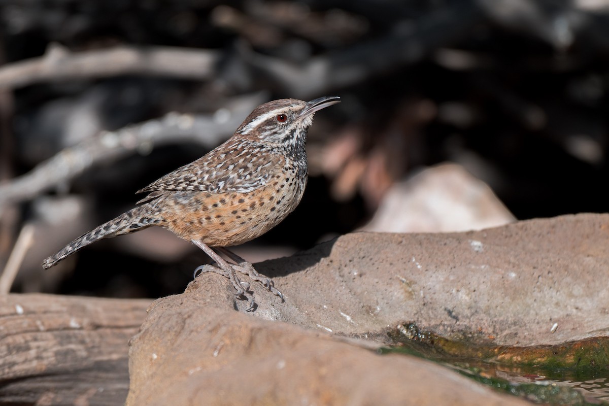 Cactus Wren - ML634386736