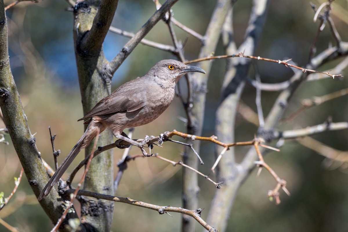 Curve-billed Thrasher - ML634386739