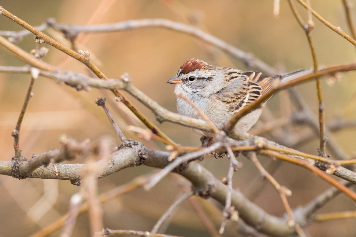 Chipping Sparrow - ML634386744