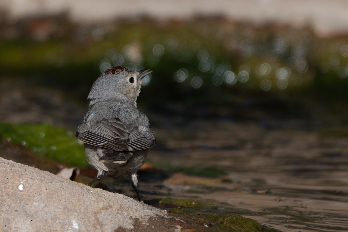 Lucy's Warbler - ML634386761