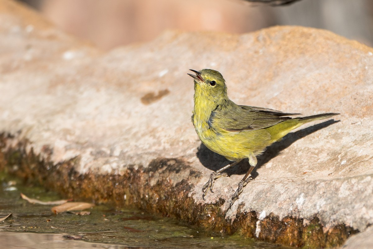 Orange-crowned Warbler - ML634386767