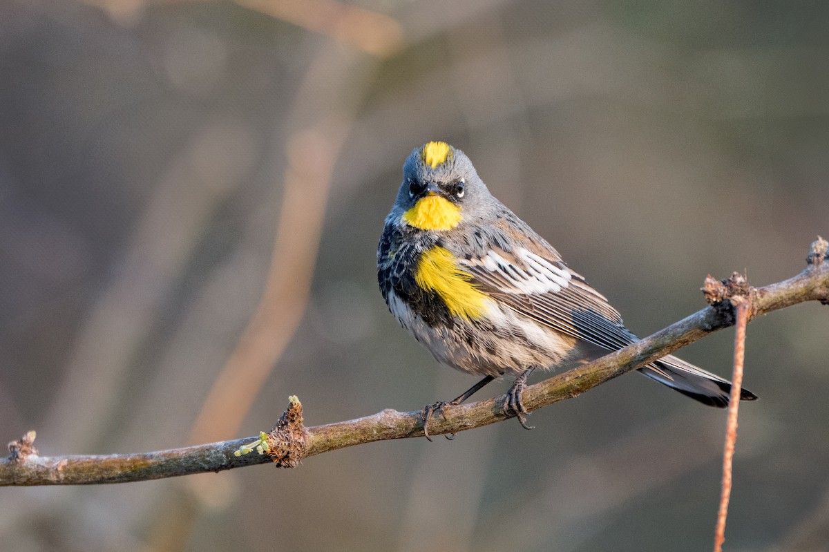 Yellow-rumped Warbler (Audubon's) - ML634386775