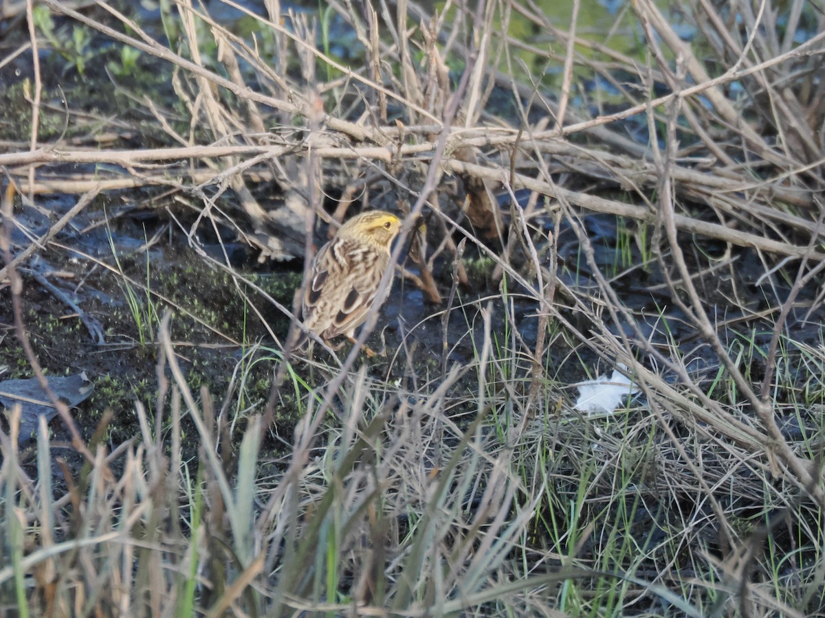 Savannah Sparrow - ML634386787