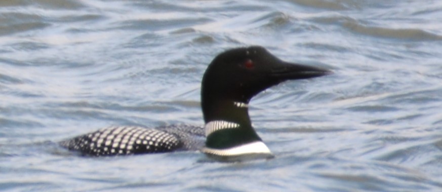 Common Loon - ML634386837