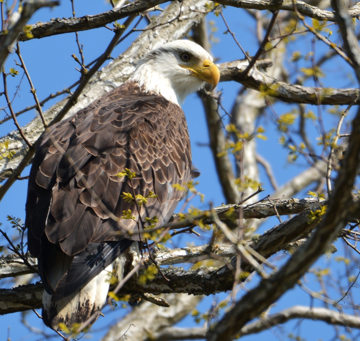 Bald Eagle - ML634386840