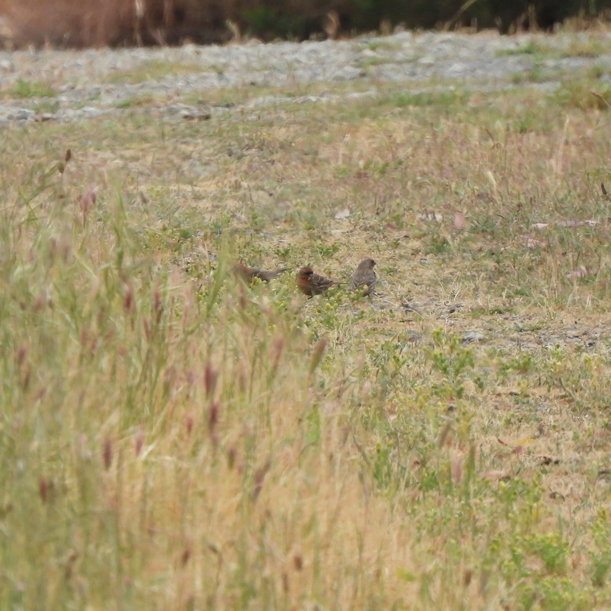House Finch - ML634386846