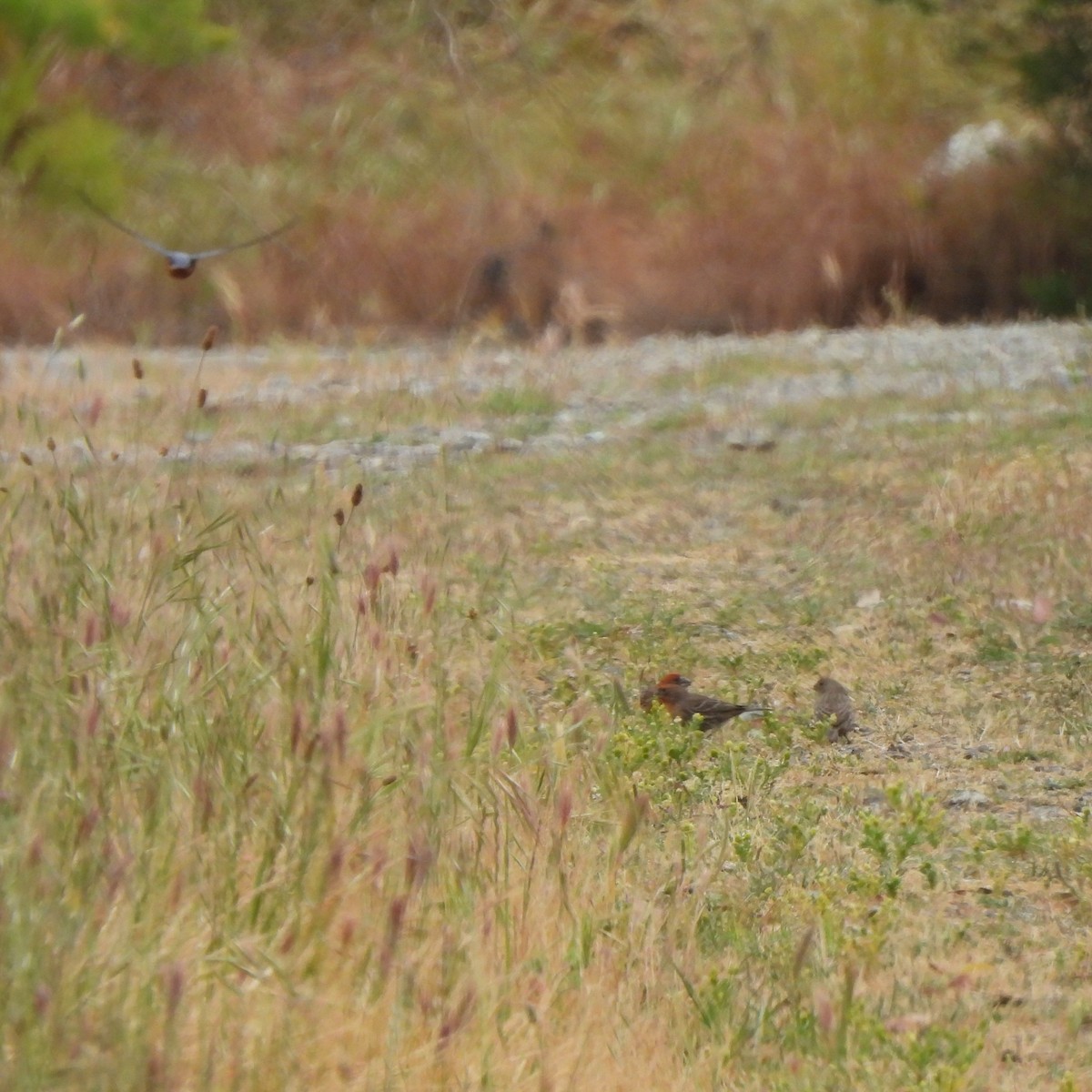 House Finch - ML634386847