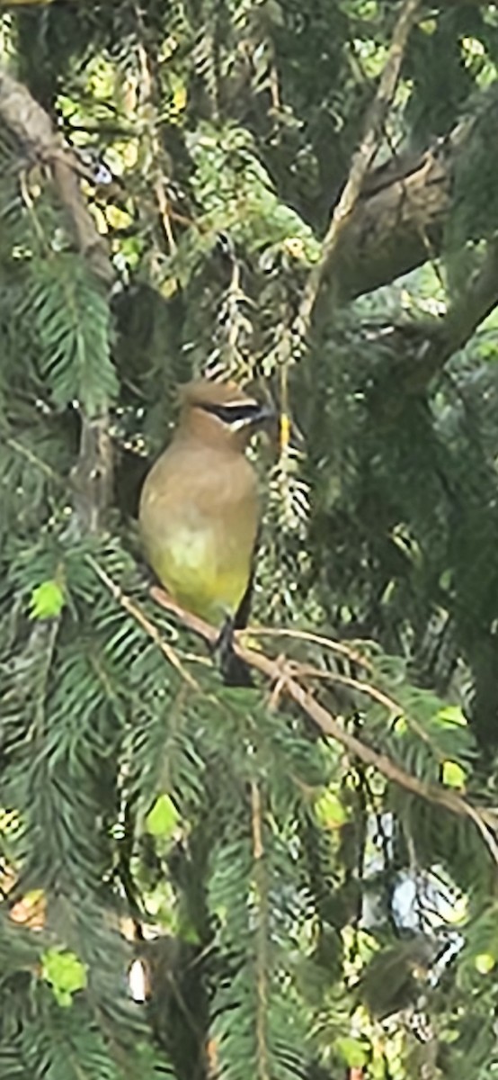 Cedar Waxwing - ML634386942