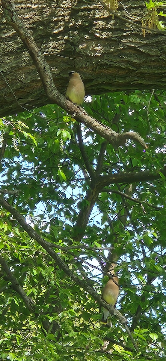 Cedar Waxwing - ML634386943