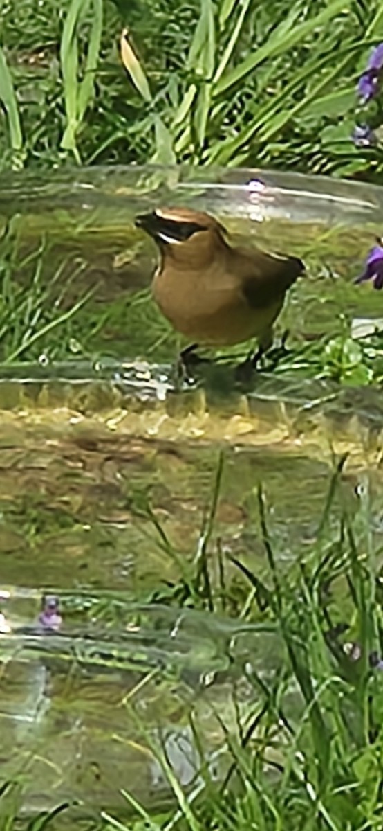 Cedar Waxwing - ML634386944