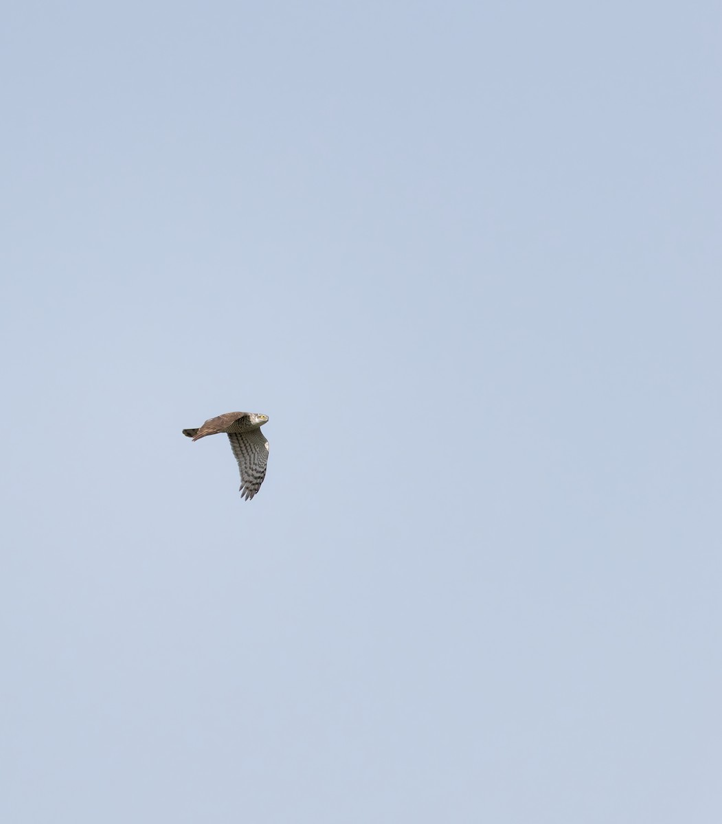 Морин харцага - ML634386968