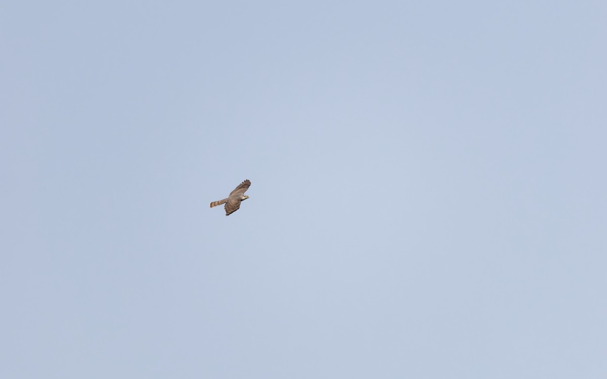 Eurasian Sparrowhawk - ML634386972