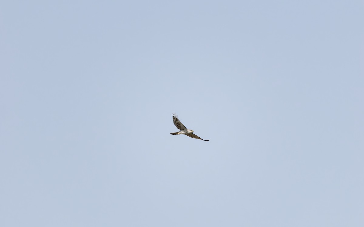 Морин харцага - ML634386974