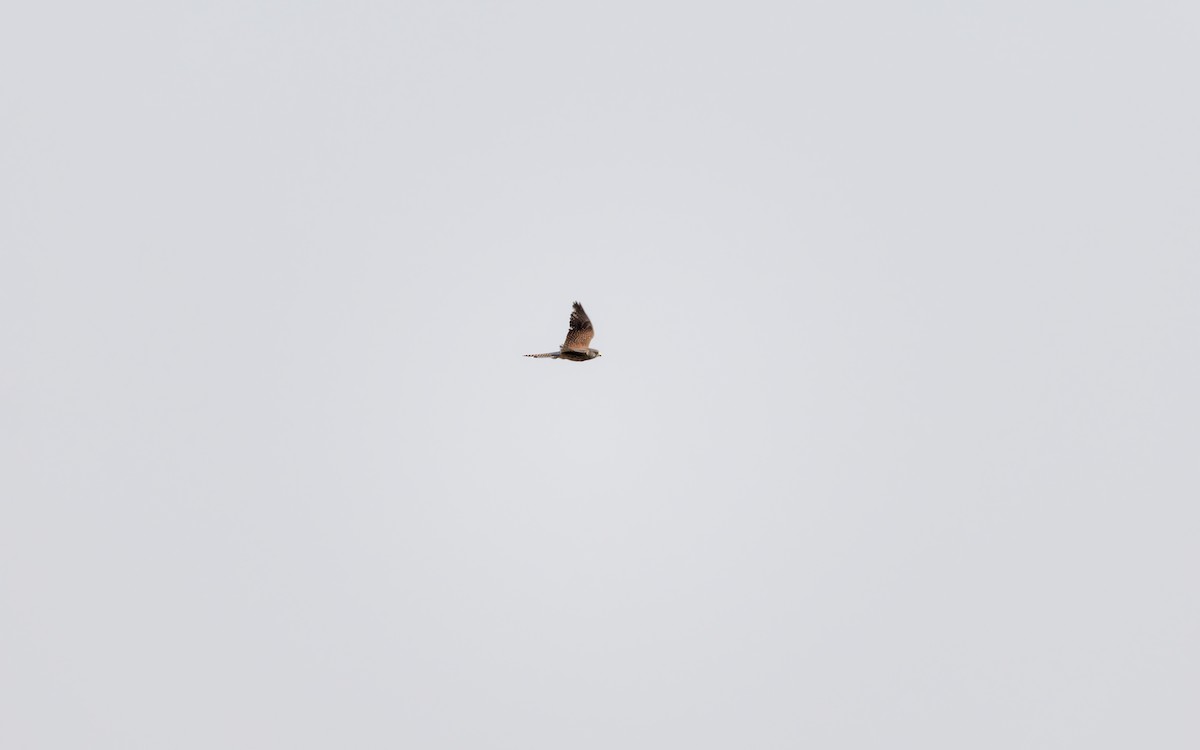 Начин шонхор - ML634387019