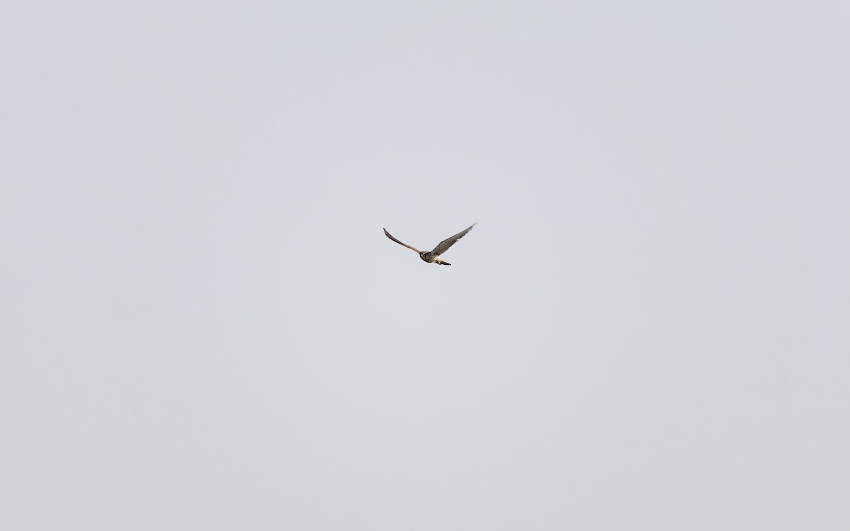 Начин шонхор - ML634387020