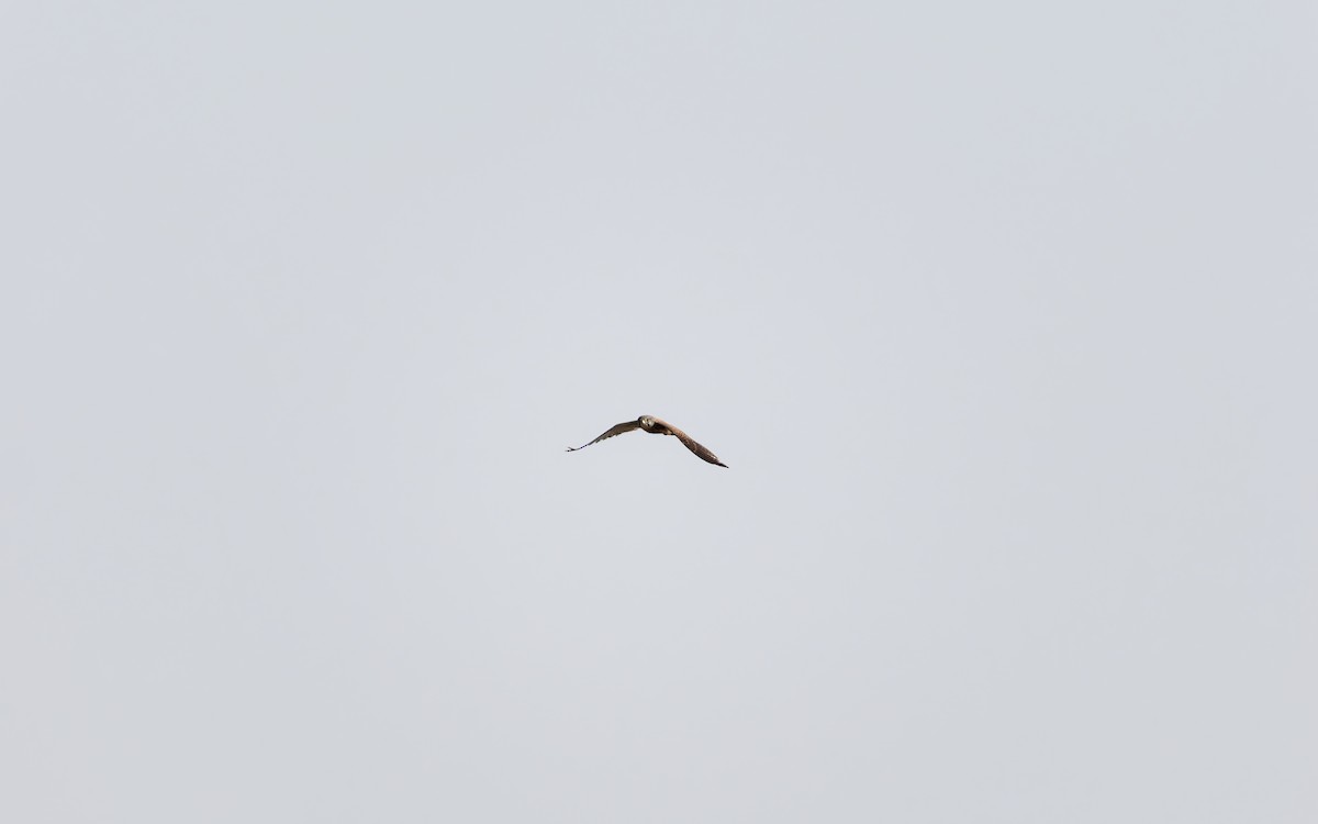 Начин шонхор - ML634387021