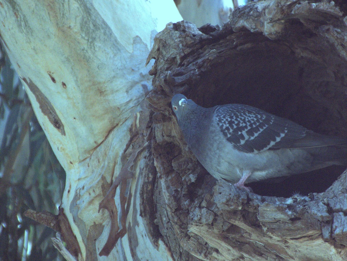 Rock Pigeon (Feral Pigeon) - ML634387035