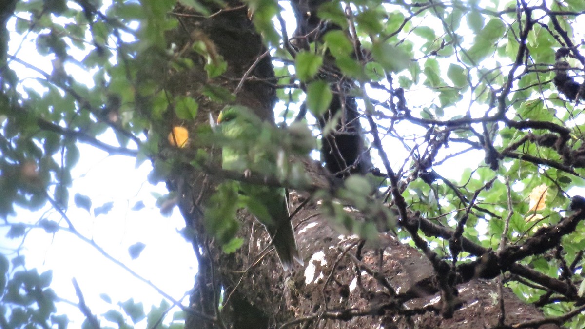 Malherbe's Parakeet - ML634387192