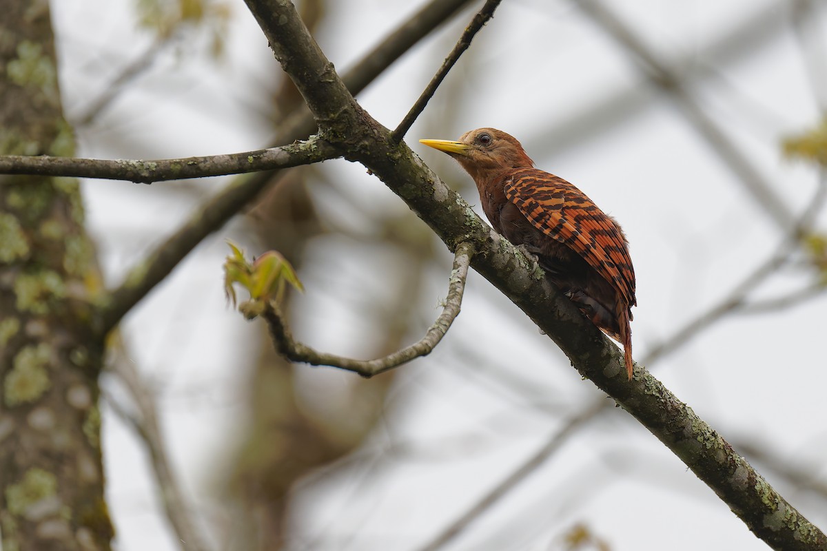Bay Woodpecker - ML634387242