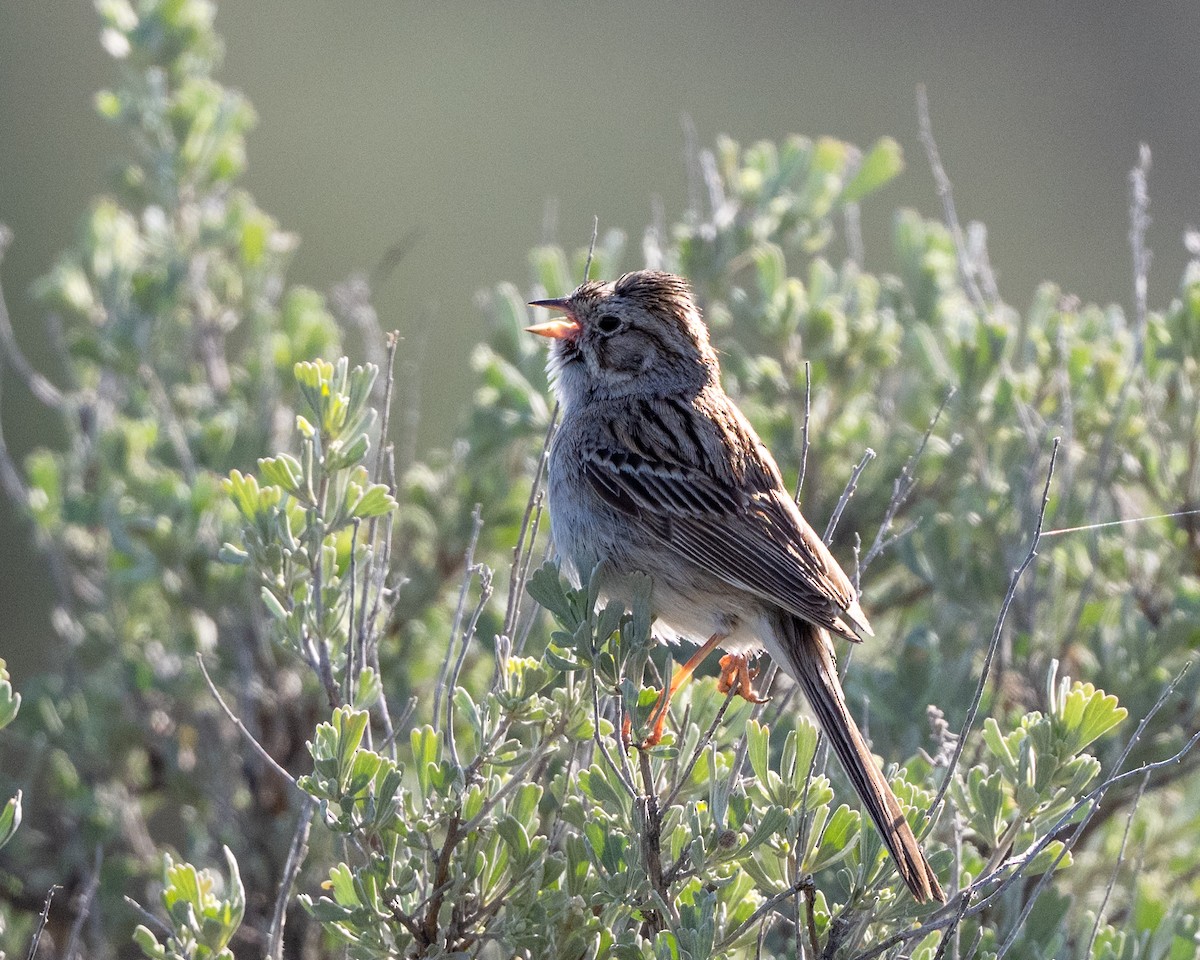 Brewer's Sparrow - ML634387262