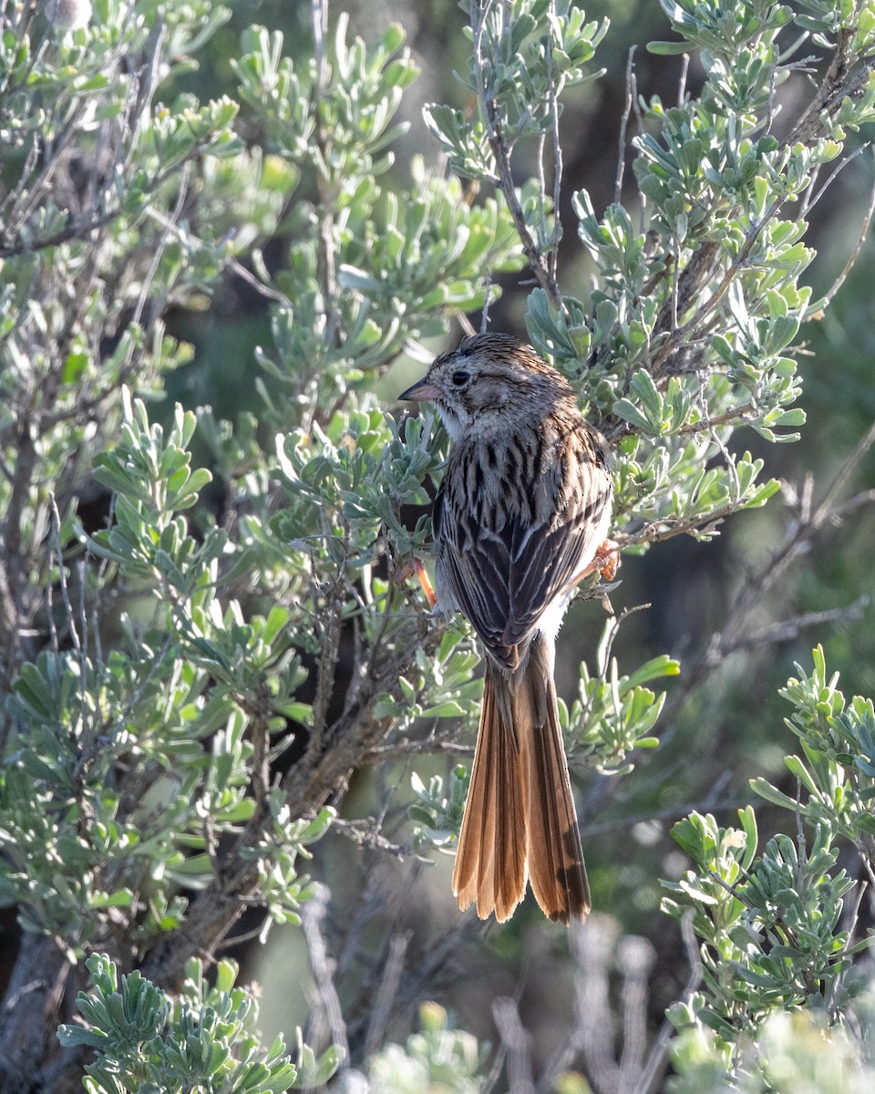 Brewer's Sparrow - ML634387263