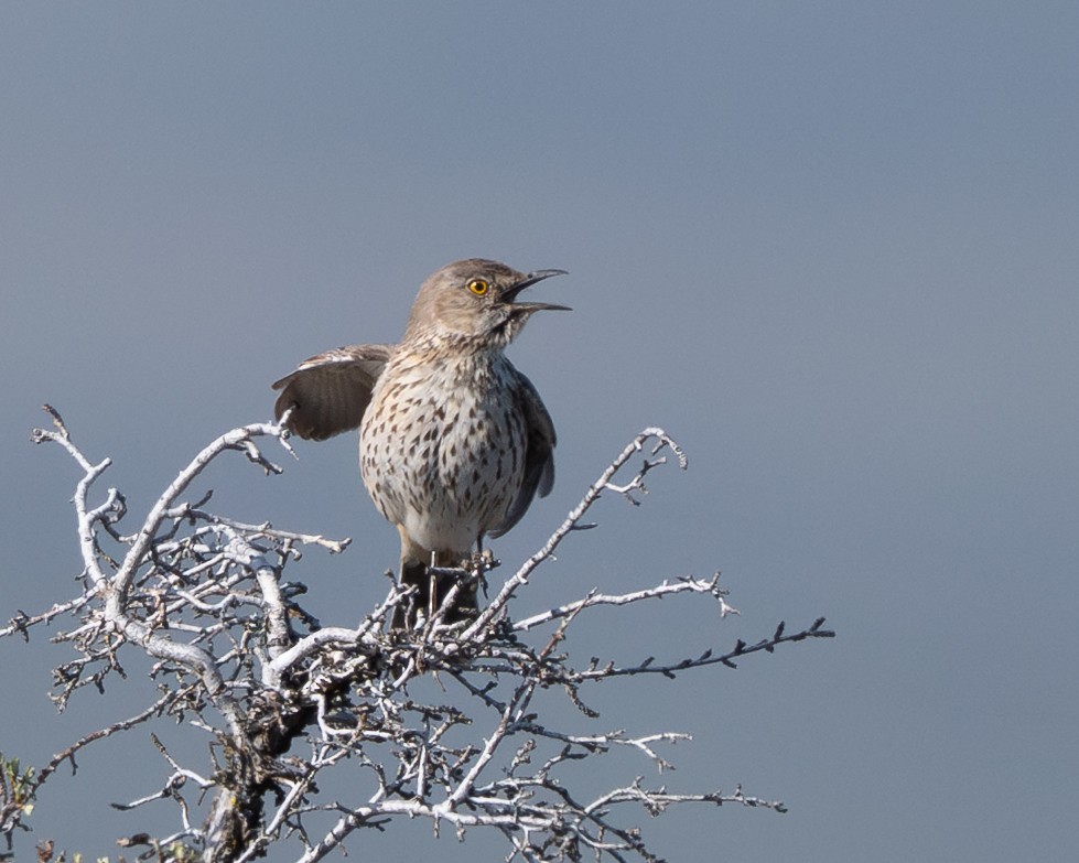 Sage Thrasher - ML634387284