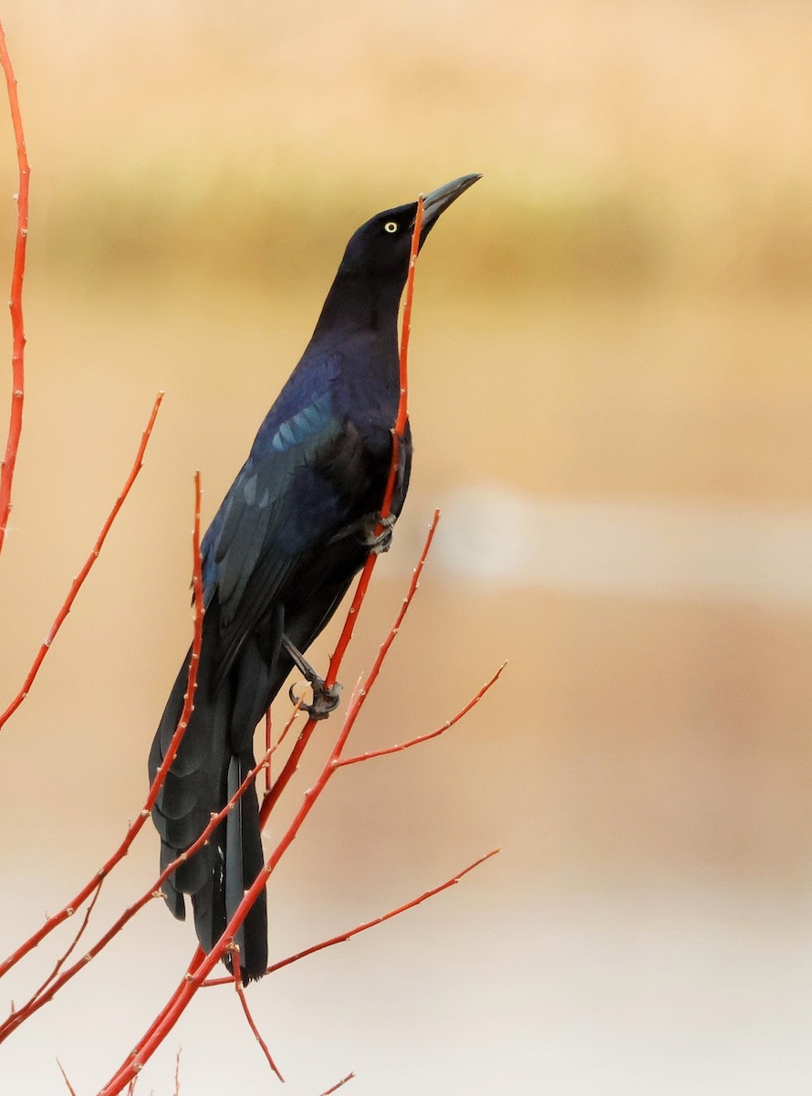 Great-tailed Grackle - ML634387317