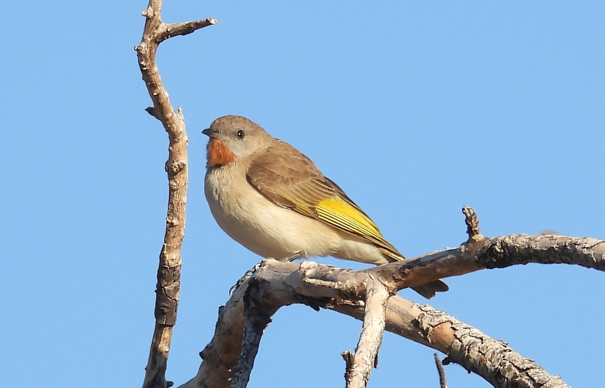 ノドアカムジミツスイ - ML634387327