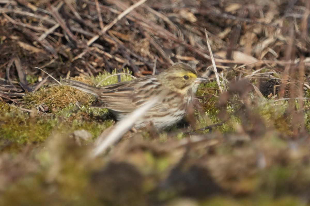 Savannah Sparrow - ML634387343
