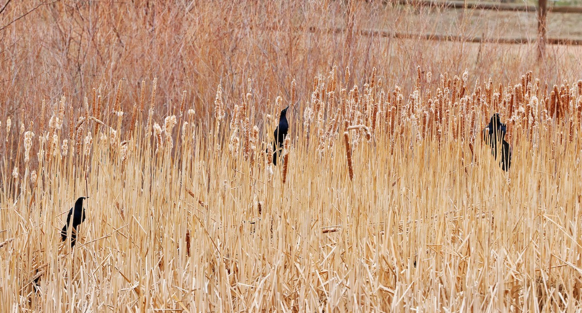 Great-tailed Grackle - ML634387360