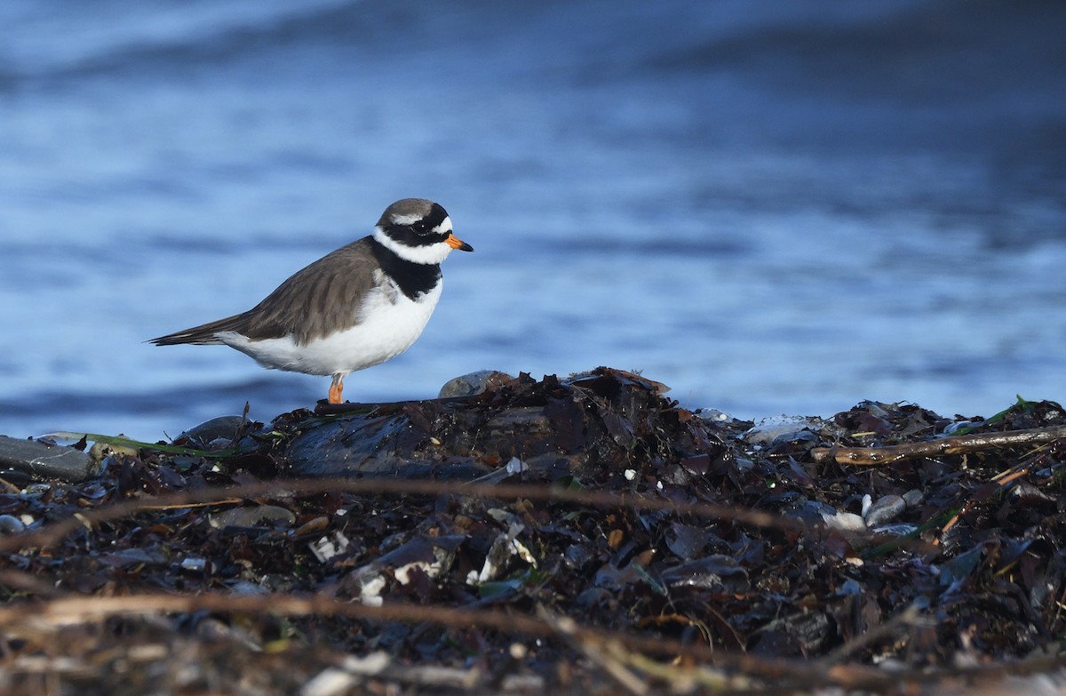 Common Ringed Plover - ML634387472