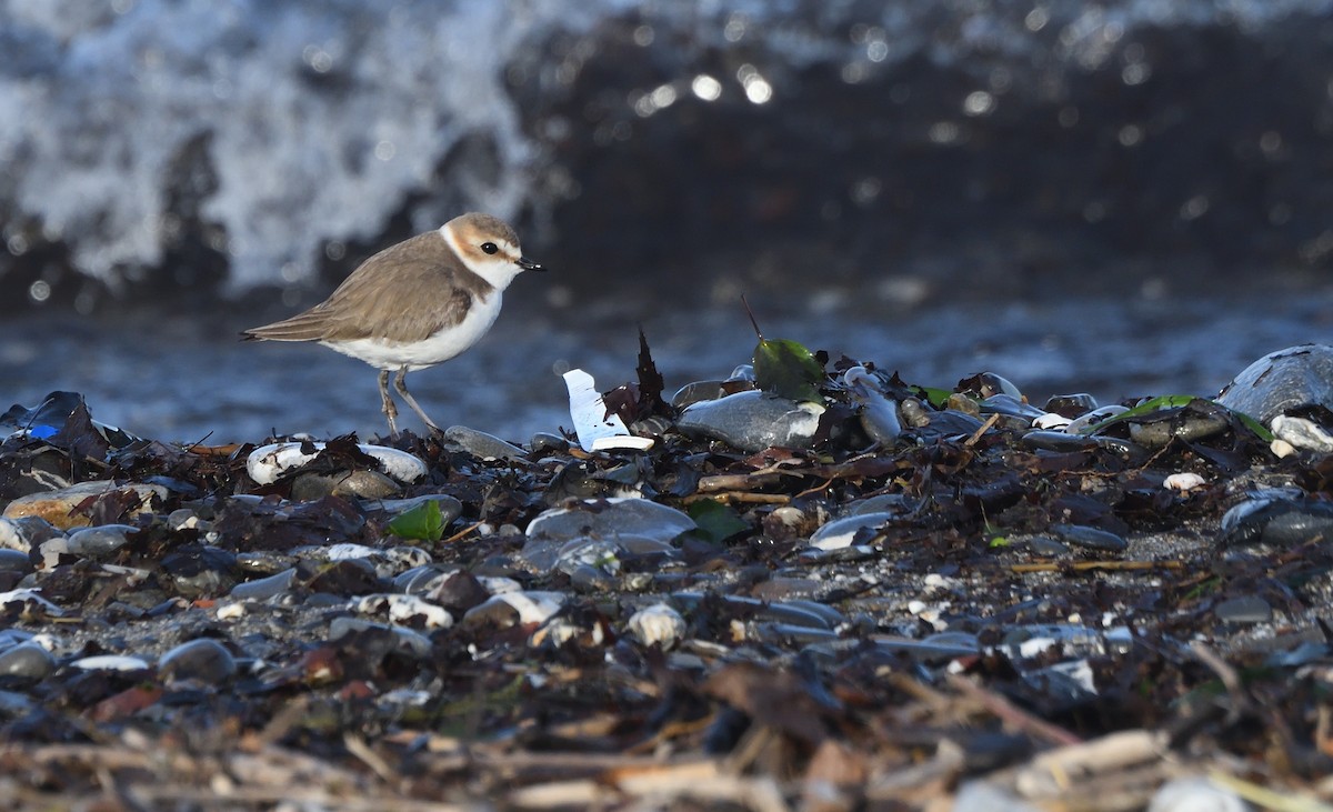 Kentish Plover - ML634387486