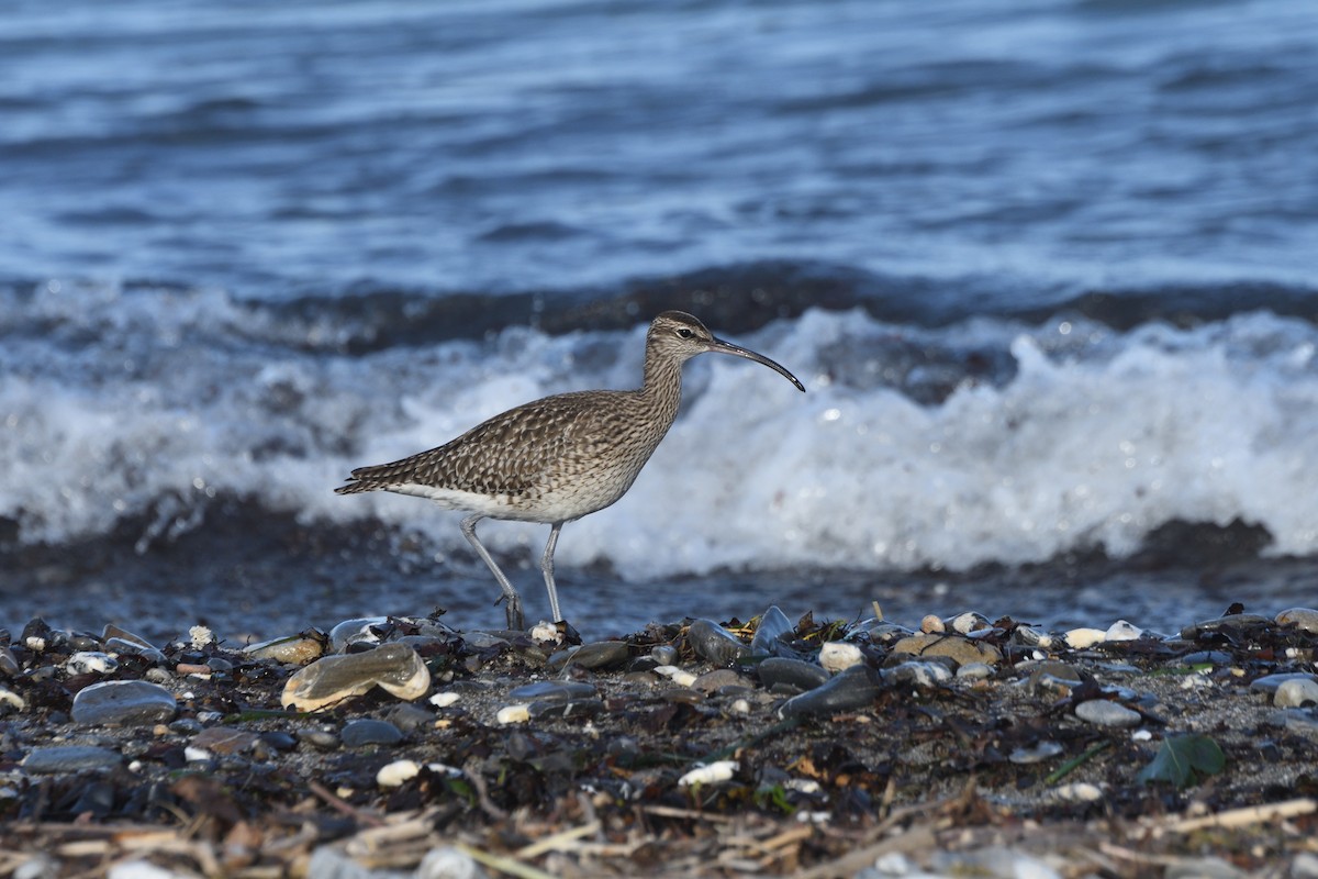 Eurasian Whimbrel - ML634387489