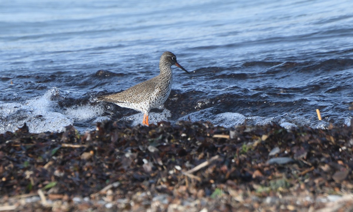 Common Redshank - ML634387492