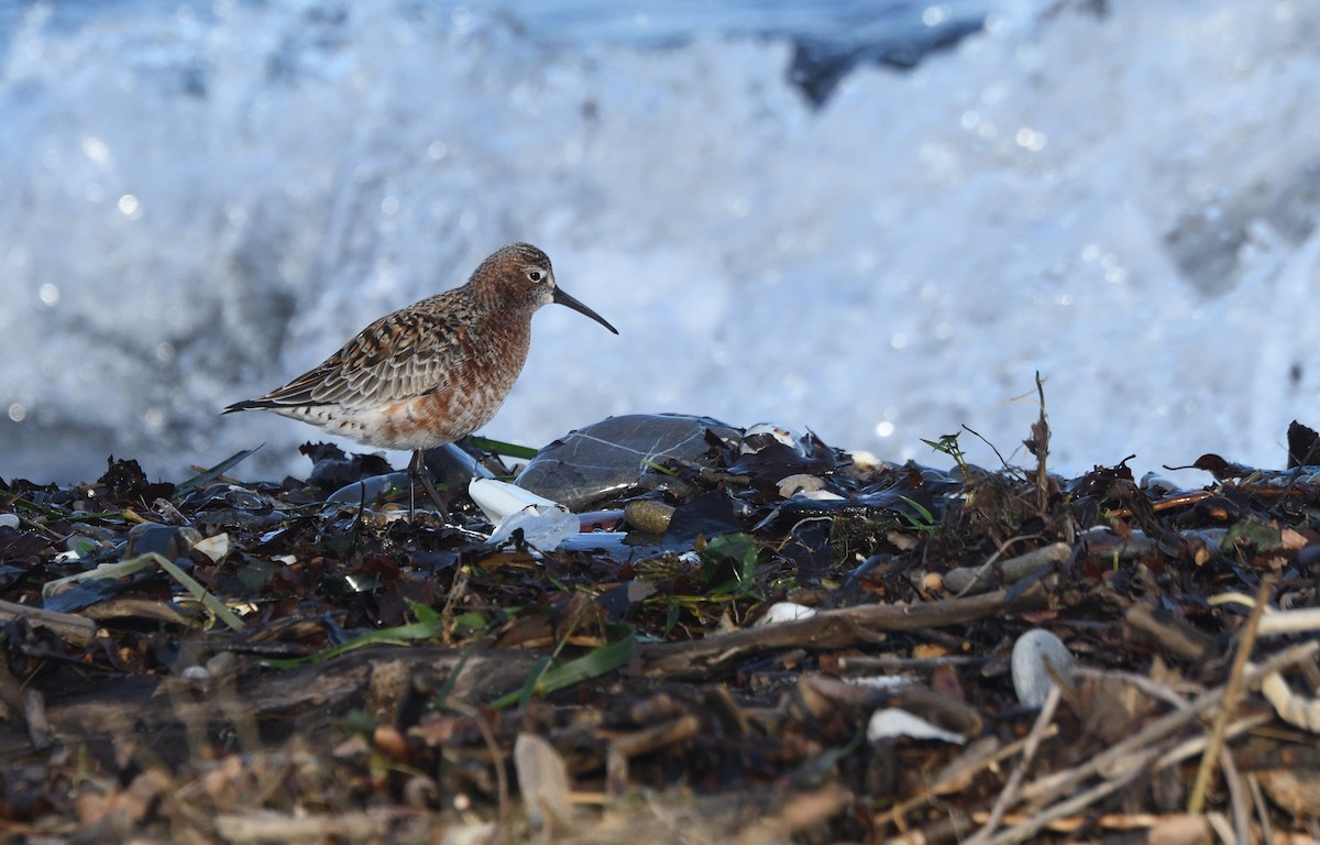 Curlew Sandpiper - ML634387497