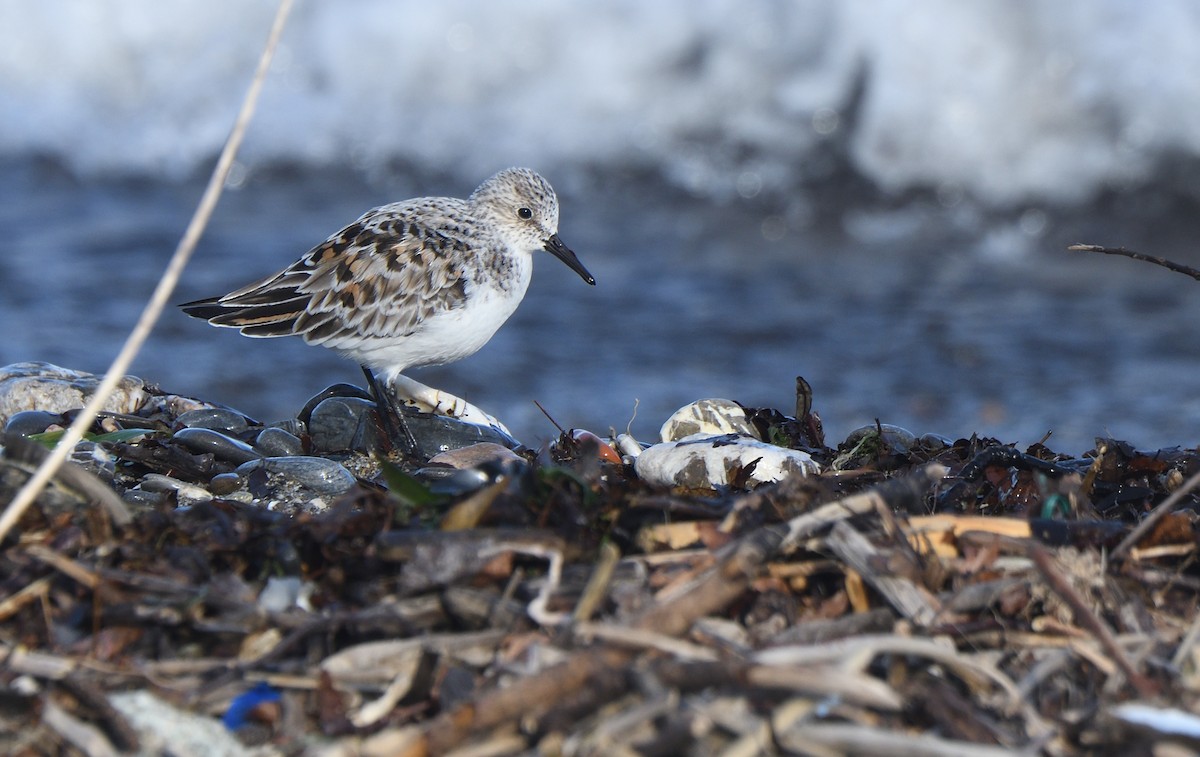Sanderling - ML634387500