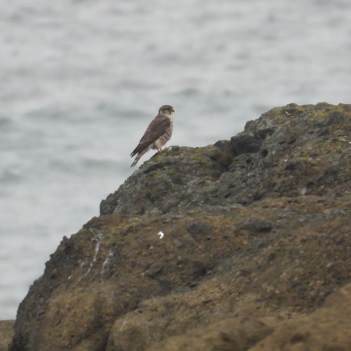 Хайргууна шонхор - ML634387615