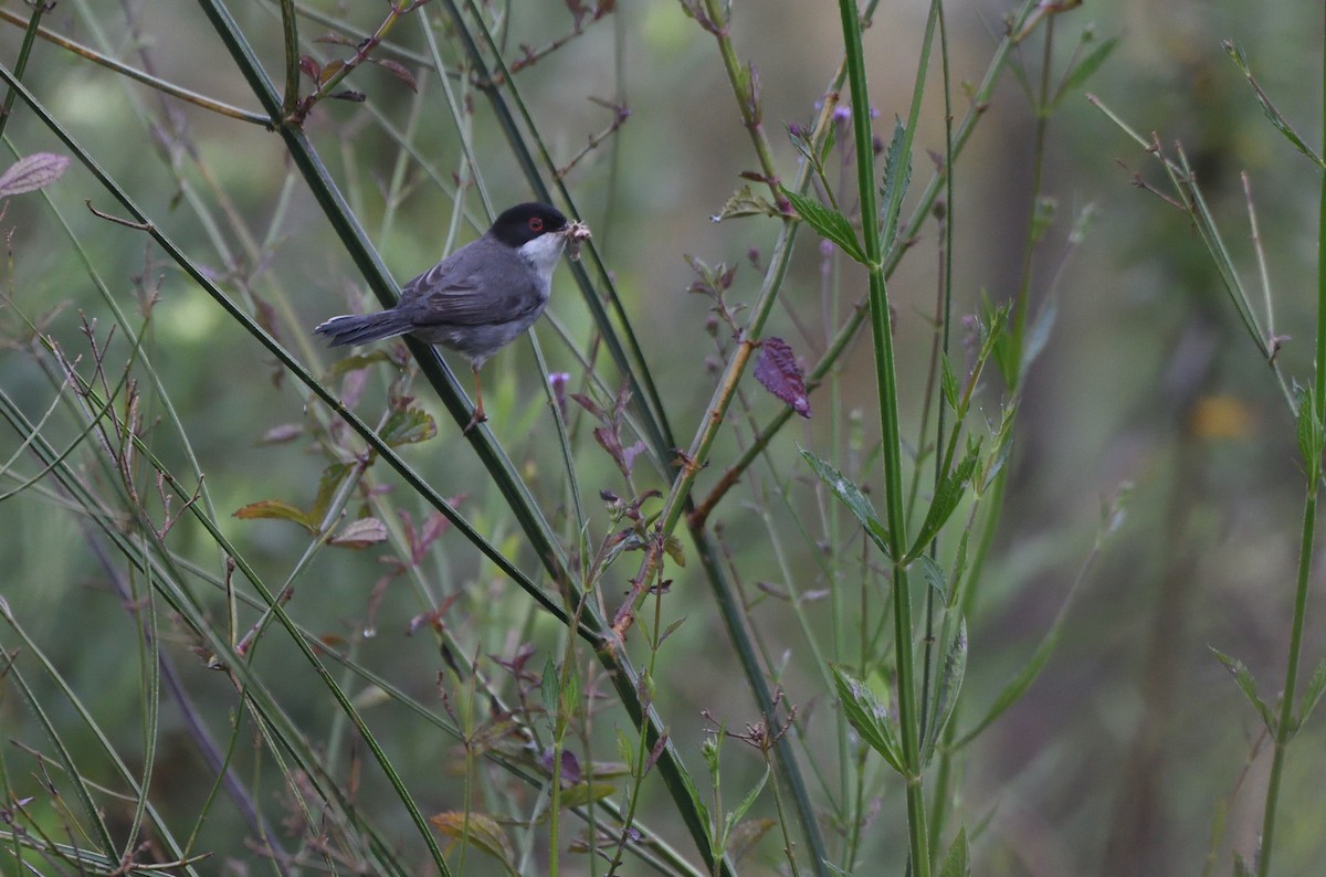 Sardinian Warbler - ML634387728