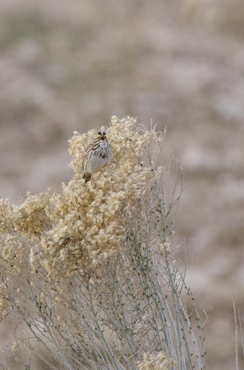 Savannah Sparrow - ML634387730
