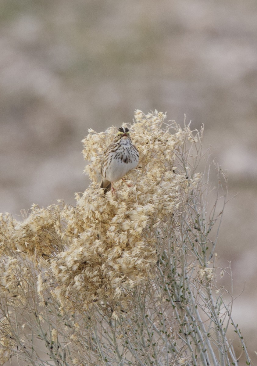 Savannah Sparrow - ML634387731