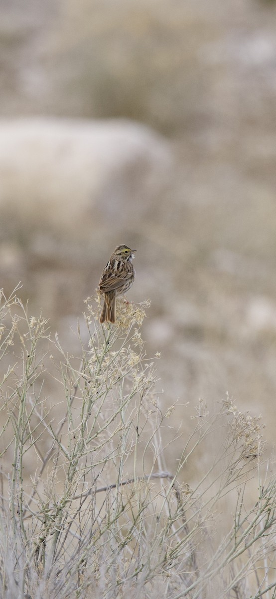 Savannah Sparrow - ML634387732