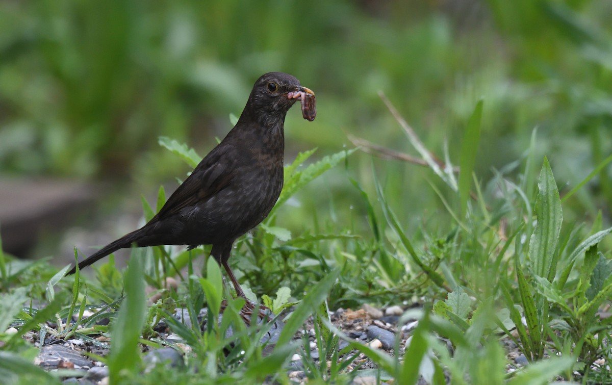 Eurasian Blackbird - ML634387738