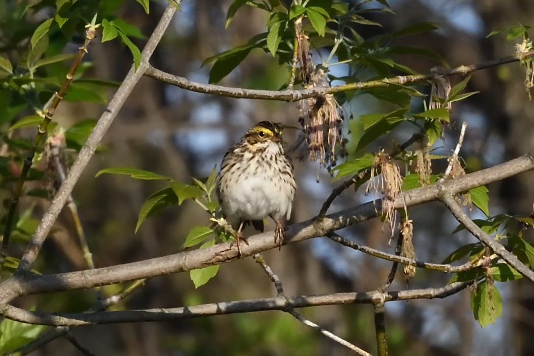 Savannah Sparrow - ML634387862