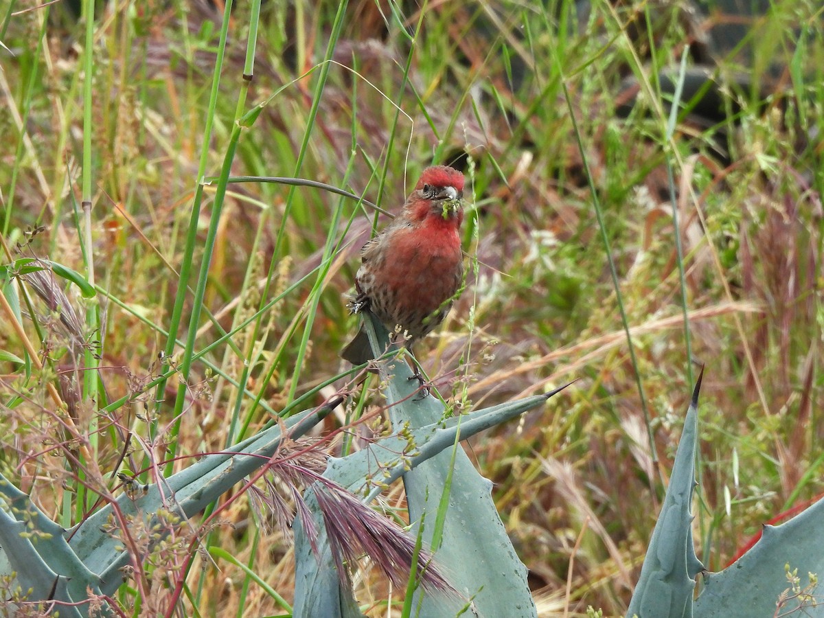 House Finch - ML634387939