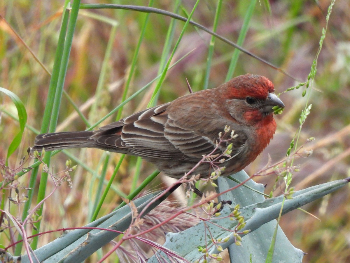 House Finch - ML634387940