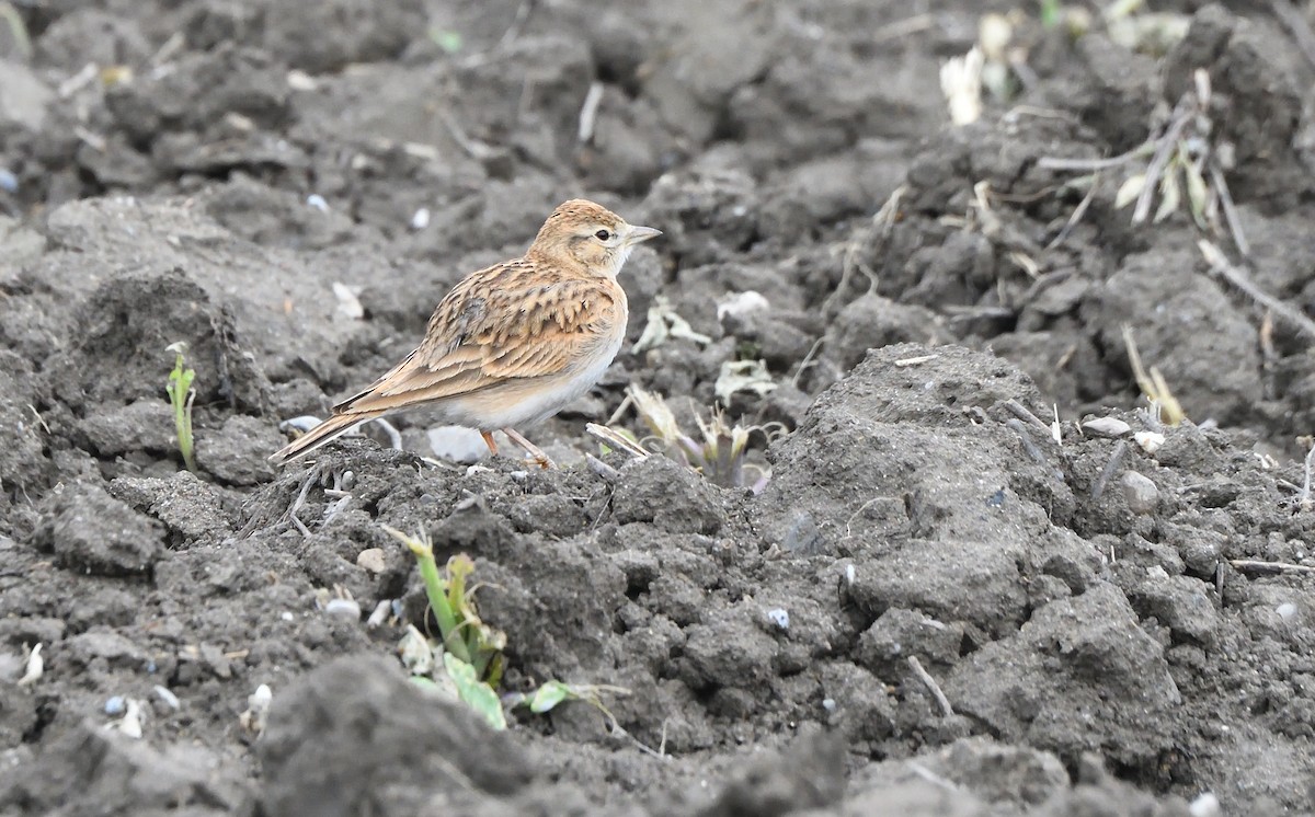 Greater Short-toed Lark - ML634387956